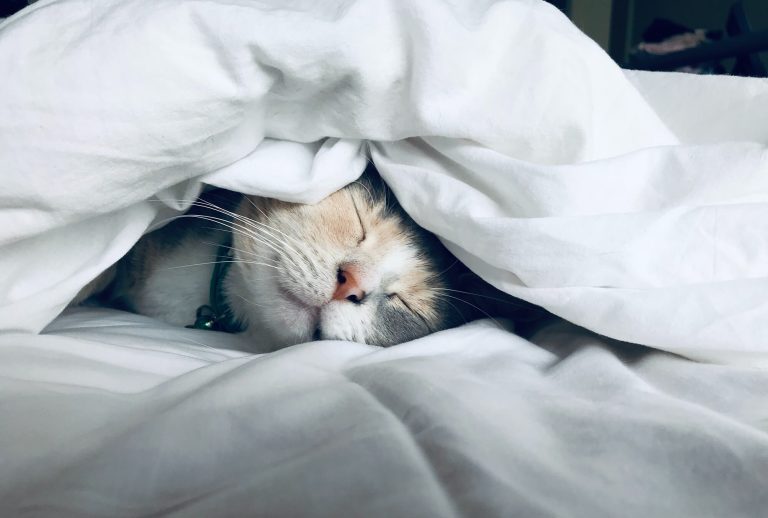 cat snuggled under the bed covers - representing a pet-friendly Summerall apartments in riverview fl